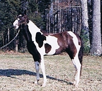 Pride's Southern Outlaw