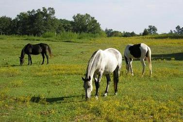 Grazing in the pasture
