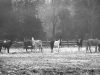 img_0060bw
