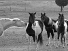 img_0638bw