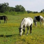 grazing