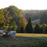 grazing2