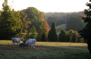 grazing2